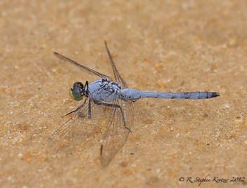 Erythemis simplicicollis, male